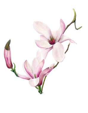Magnolia-Anne-Rosse