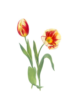 Red Yellow tulip