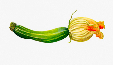 Young courgette