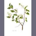 Camellia-lutchuensis