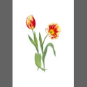 Red-Yellow-tulip